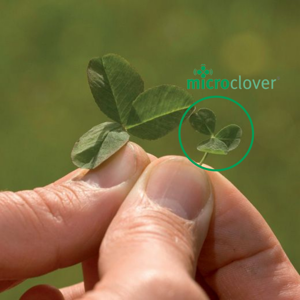 ORGANIC REPENS CLOVER