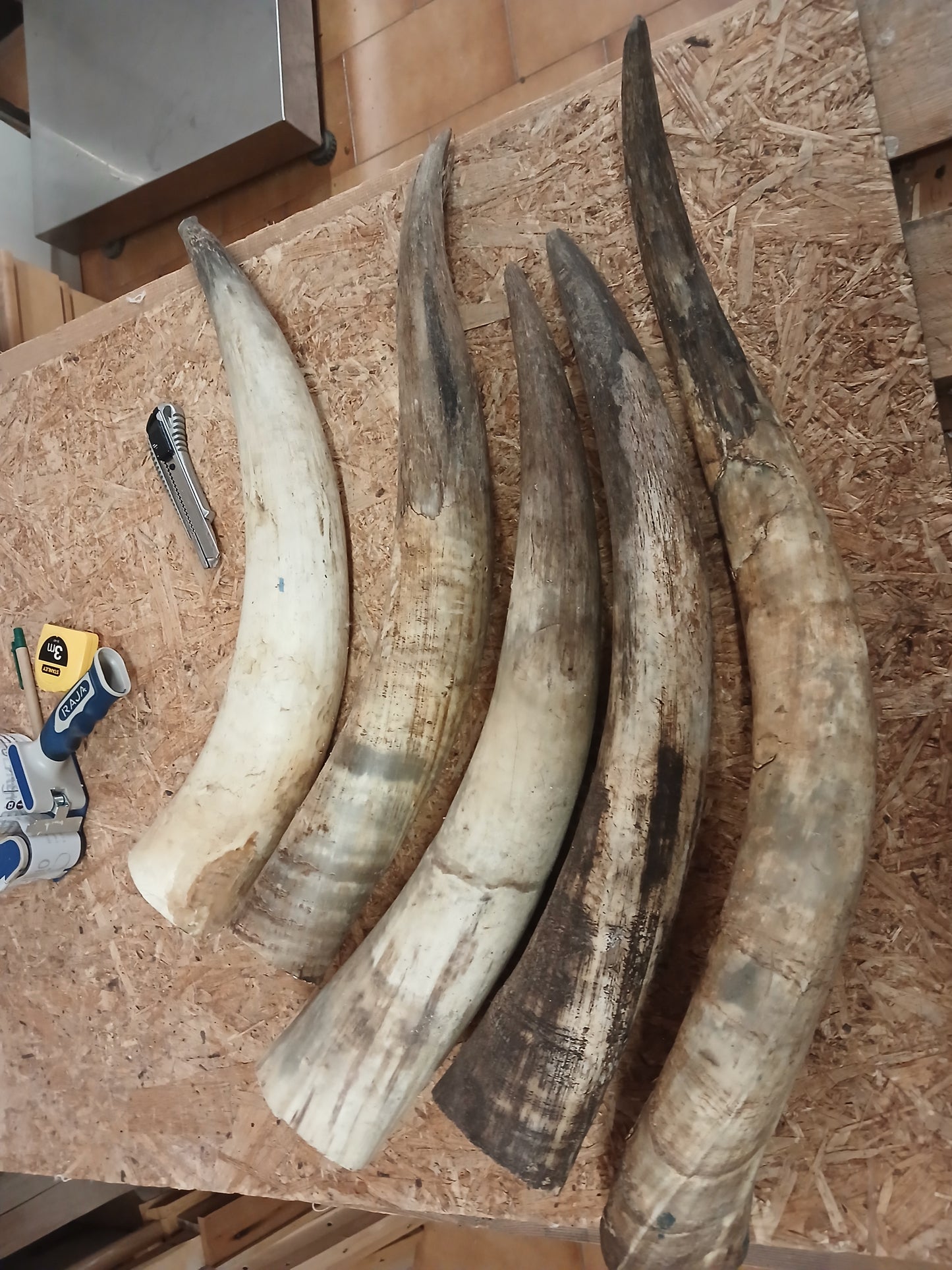 EMPTY EGYPTIAN HORNS FOR 500 AND 501