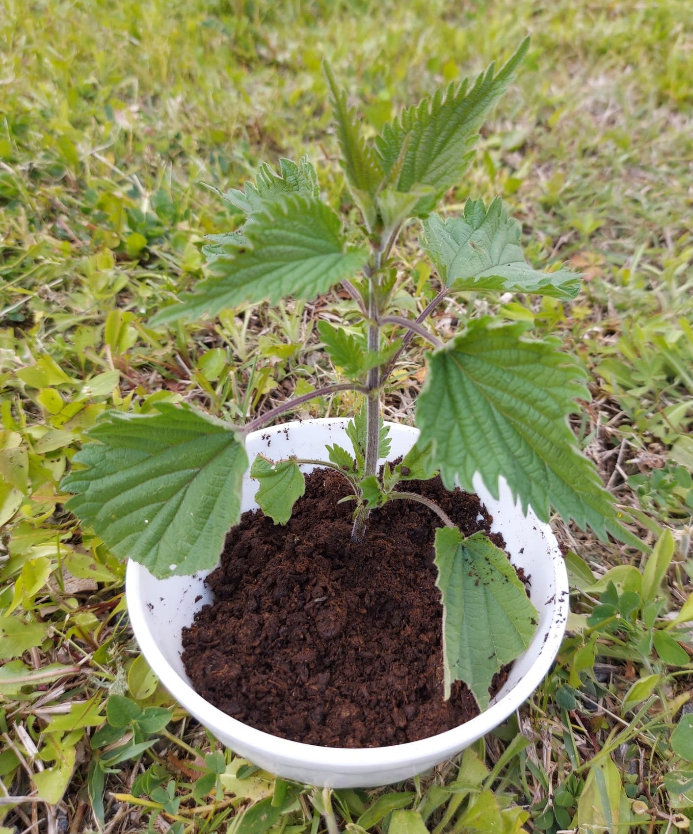 504 NETTLE PREPARATION