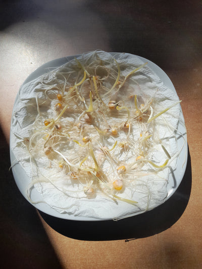 MAIS OTTO FILE GIALLO DA AGRICOLTURA BIOLOGICA - SEME SELEZIONATO