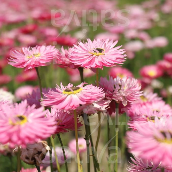 Acroclinium roseum 'Red Bonnie' - Acroclinium roseum - B102