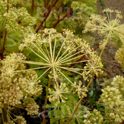 Angelica archangelica