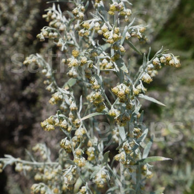 Artemisia absinthium - HP19