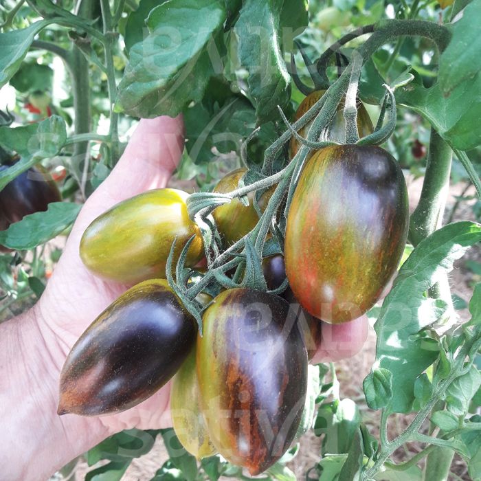 BLACK PLUM TOMATO - SATIVA to10