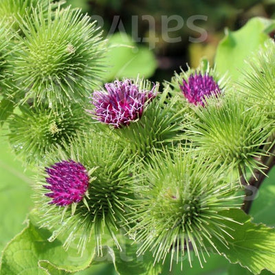 arctium lappa