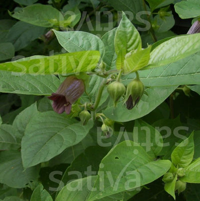 atropa belladonna pianta