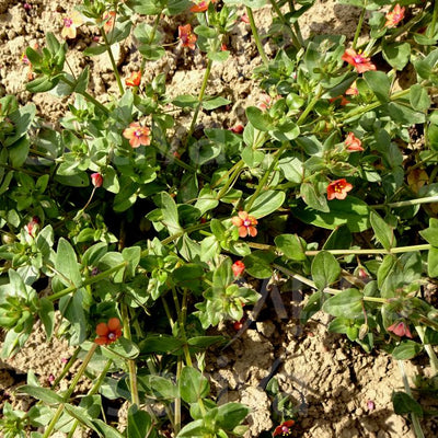Centonchio - Anagallis arvensis - HP10