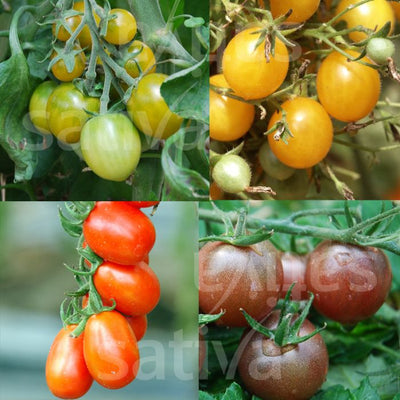 Pomodori cherry