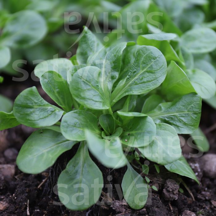 VALERIANELLA GALA - ns20