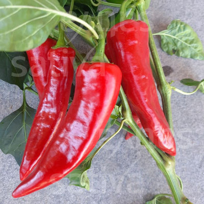 PEPERONCINO GORRIA - pa47