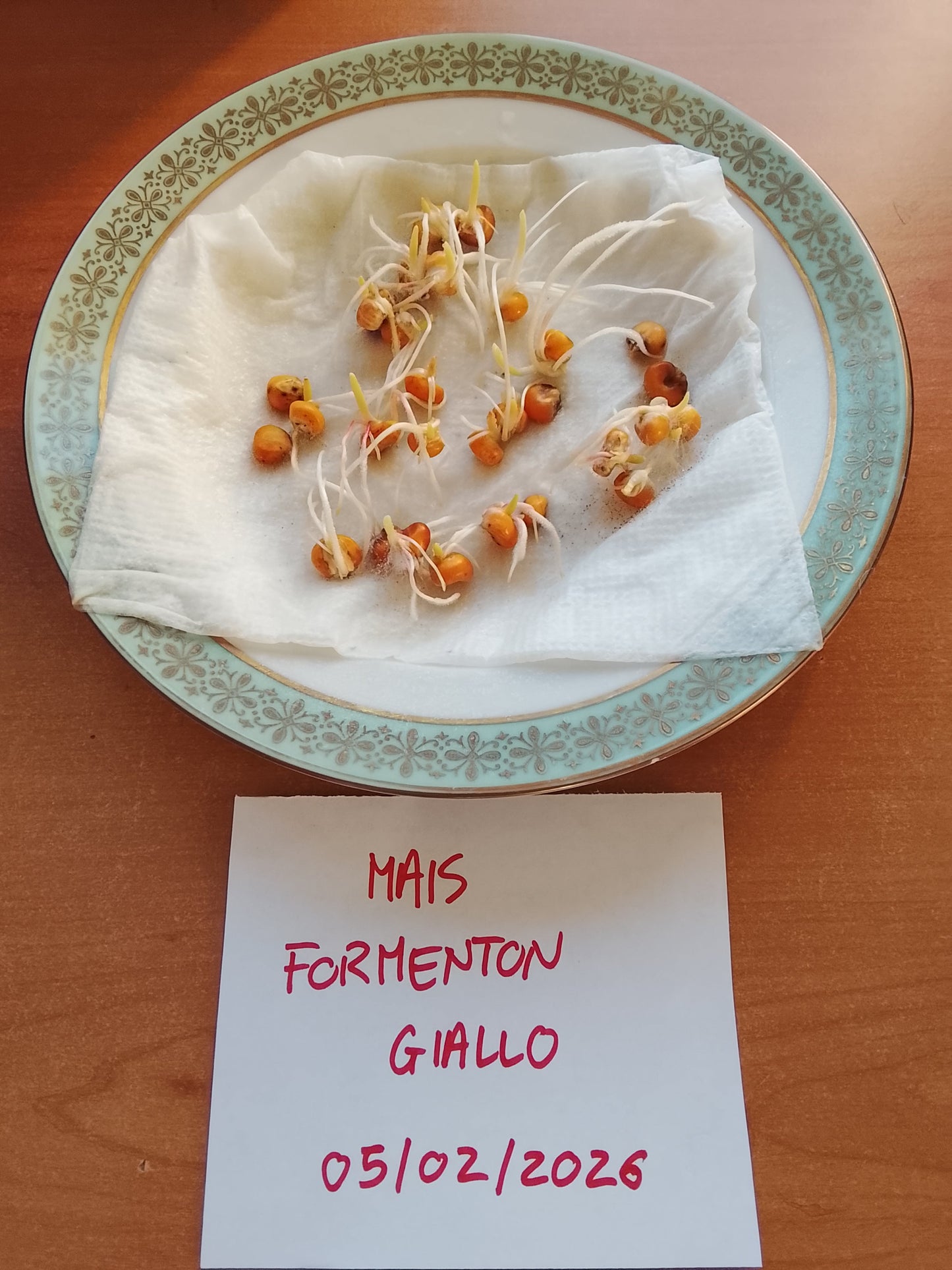 MAIS FORMENTON GIALLO