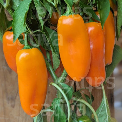 PEPERONE LUCIA KS - SATIVA pa73