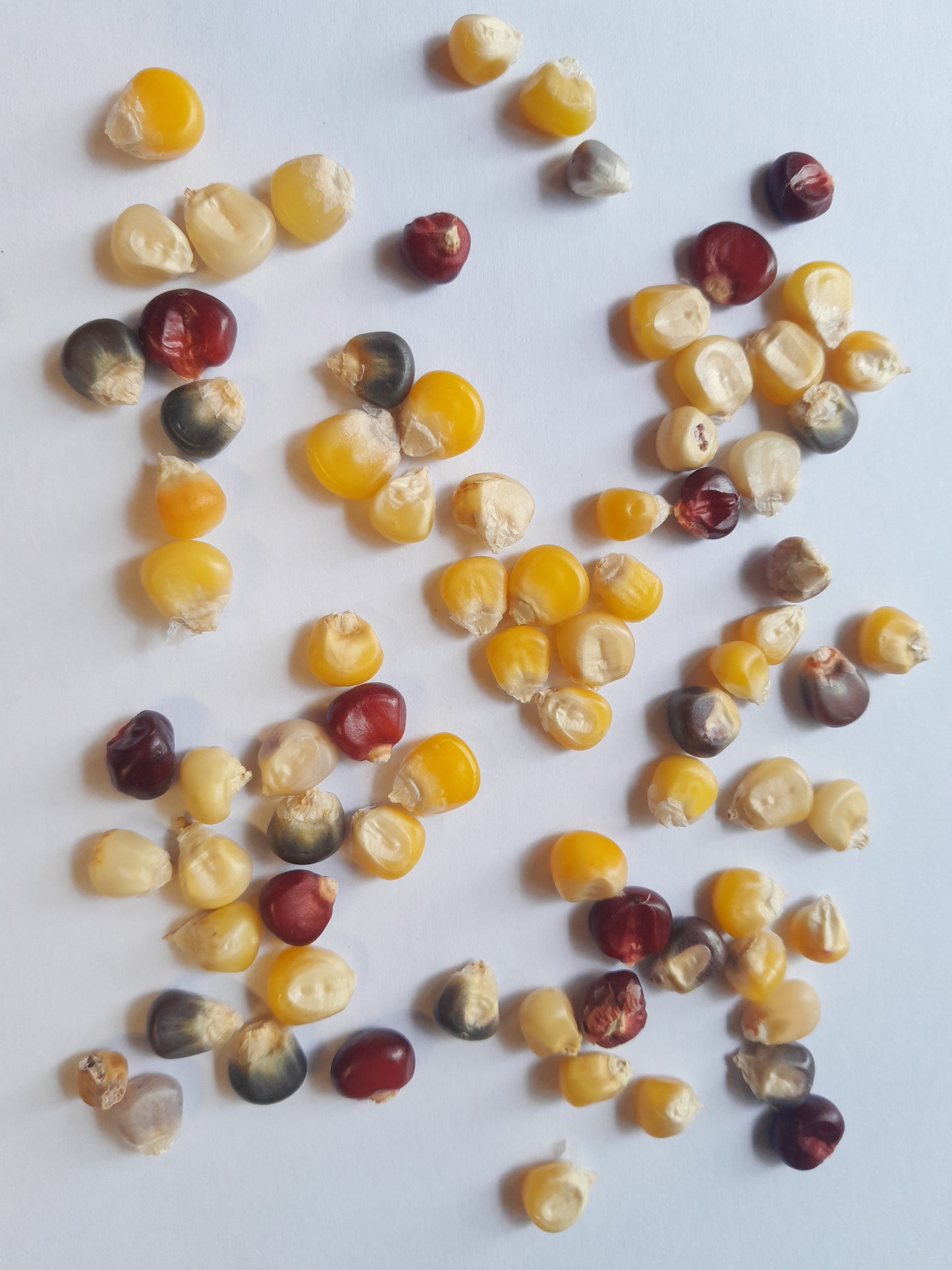 ORGANIC OTTO FILE YELLOW CORN