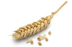 Orzo decorticato biologico