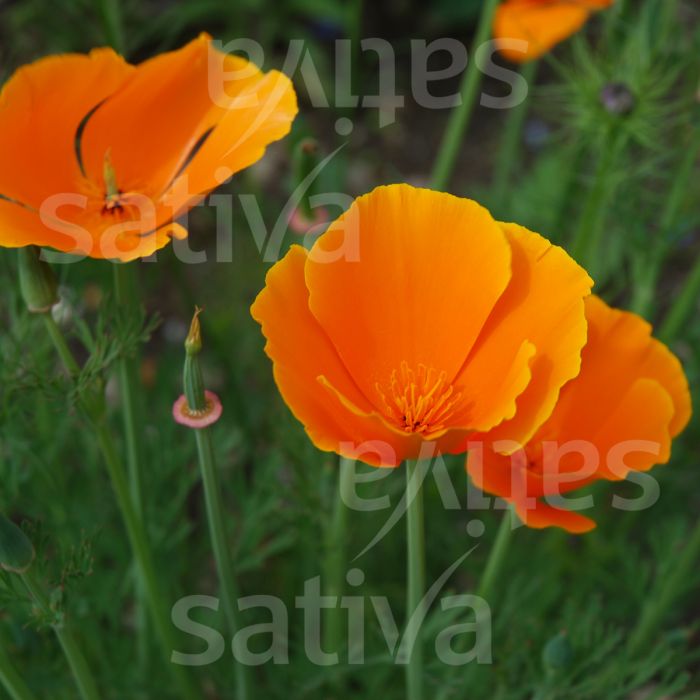 Papavero della California Giallo - Fiore annuale - B135