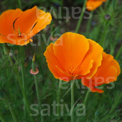 Papavero della California Giallo - Fiore annuale - B135