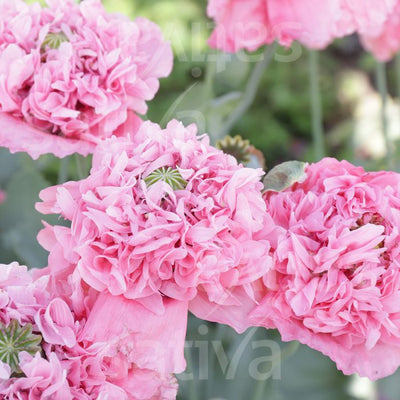 Doppio Papavero Rosa di Flamatt - Papaver somniferum var. Paeoniflorum - B176