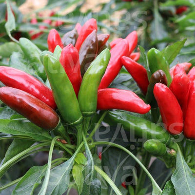 PEPERONCINO POSITANO RS - pa46