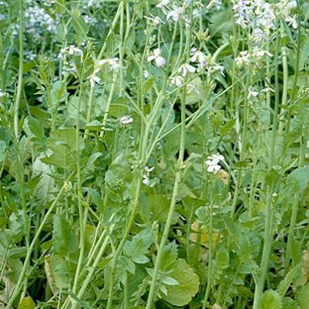 BASIC GREEN MANUFACTURING SUITABLE FOR ALL TYPES OF SOIL