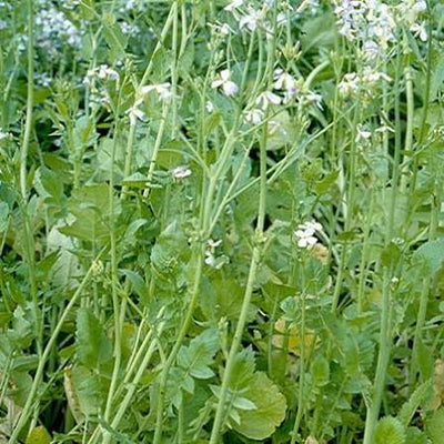 BASIC GREEN MANUFACTURING SUITABLE FOR ALL TYPES OF SOIL