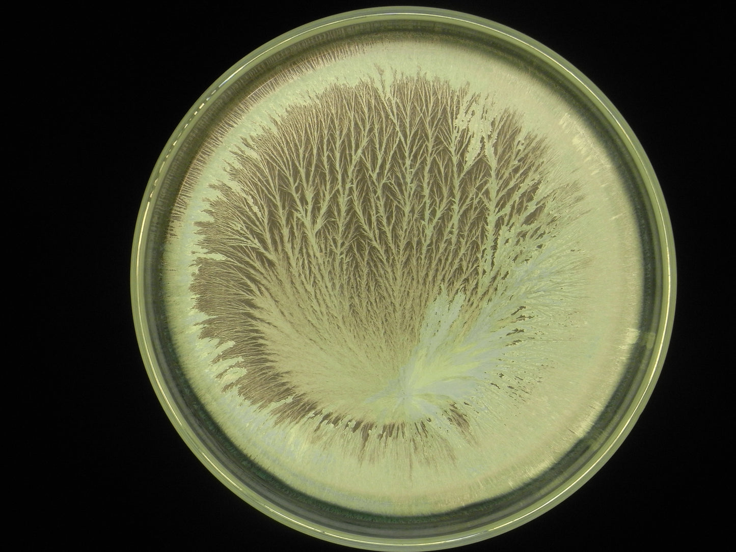 500 M CORNOLETAME DEL MONVISO