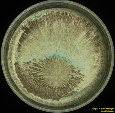 531 PREPARATO DI MICA