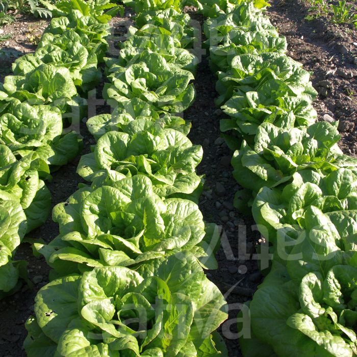 LATTUGA ROMANA DEI MELONI- ls20