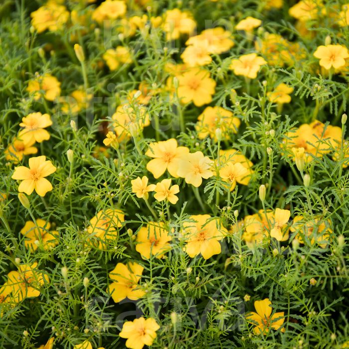 TAGETES TENUIFOLIA "LEMON GEM" - b184