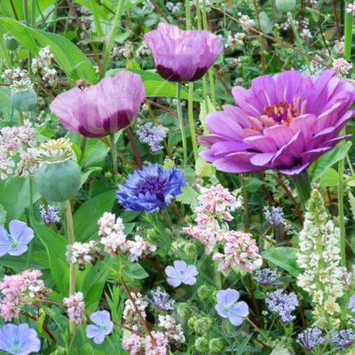 BLEND OF ANNUAL FLOWERS SUMMER DREAM - SATIVA b406