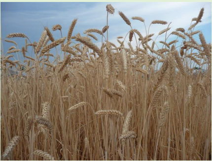 Frumento tenero VIRGILIO - Triticum aestivum