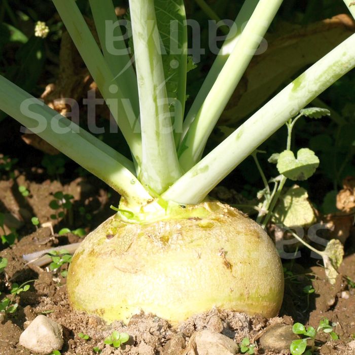 RUTABAGA WILHELMSBURGER - ko50