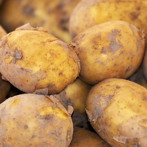 Patata ALEGRIA pezzatura 35/55C CARTELLINATA ENSE ORIGINE BELGIO