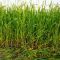 SUMMER BARLEY - SATIVA gr74