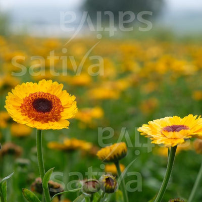 Calendula 'Golden Princess Black Center' - Fiore annuale - b117