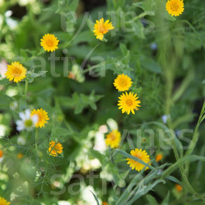 Fiorrancio Selvatico - Calendula arvensis - hp25