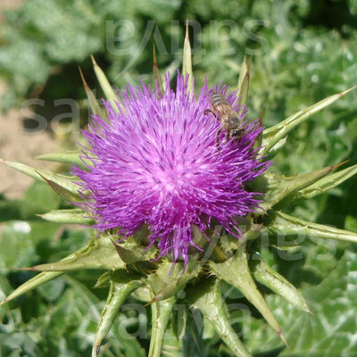Cardo Mariano - Silybum marianum - hp68