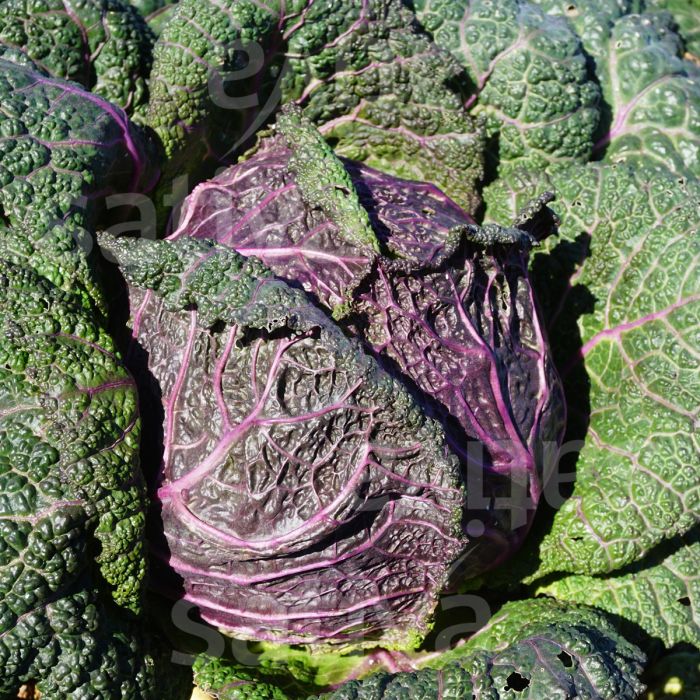 CAVOLO VERZA MORETTA DI VERONA - ko90