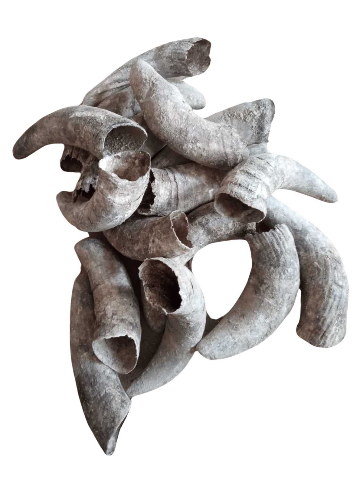 Corna vuote piccole per allestimento 500