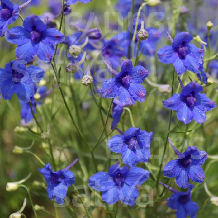 Delphinium tatsienense - b569