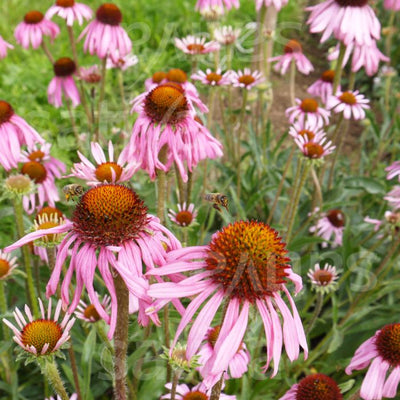 Echinacea angustifolia - hp44