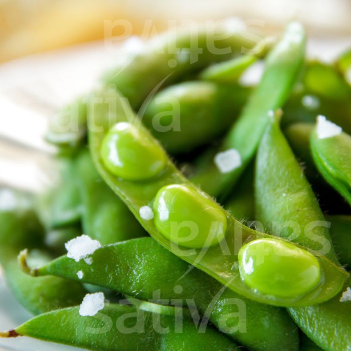BAG ORGANIC SOY SEEDS FOR TOFU - SATIVA BO96