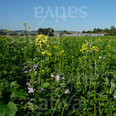 Farragine di dominanza - Coltura intercalare estiva f162