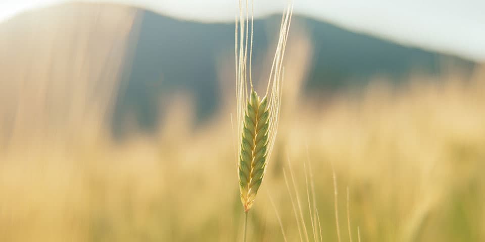 Farro monococco decorticato BIO per molitura provenienza 100% italiana