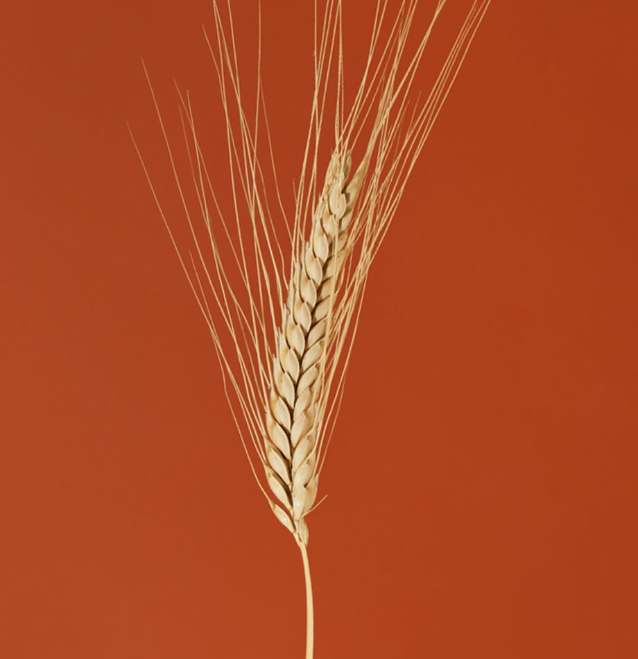Farro dicocco decorticato BIO per molitura provenienza 100% italiana