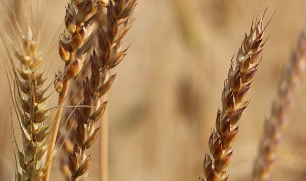 Grano tenero Gentil Rosso BIO per molitura provenienza 100% italiana