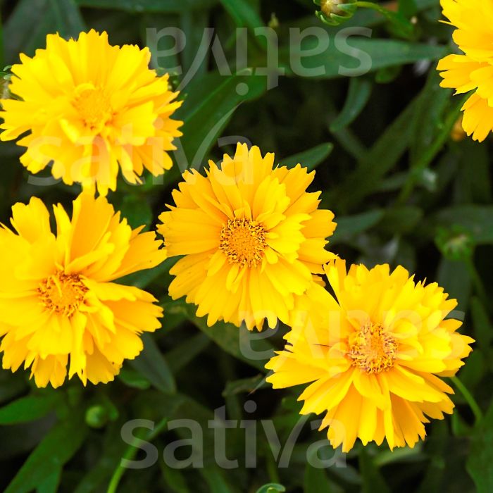 Geum chiloense 'Goldball' - Geum chiloense - b565