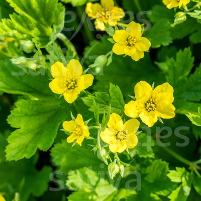 Geum urbanum