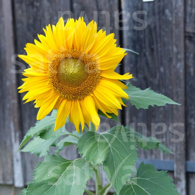 Girasole 'Sunspot' - Fiore annuale - b140