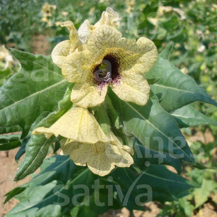 Giusquiamo Nero - Hyoscyamus niger - hp46