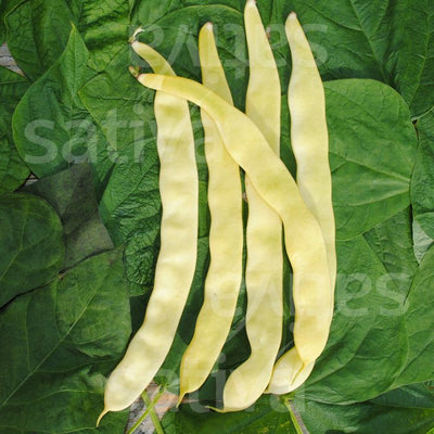 GOLDFIELD CLIMBING BEAN - bo71